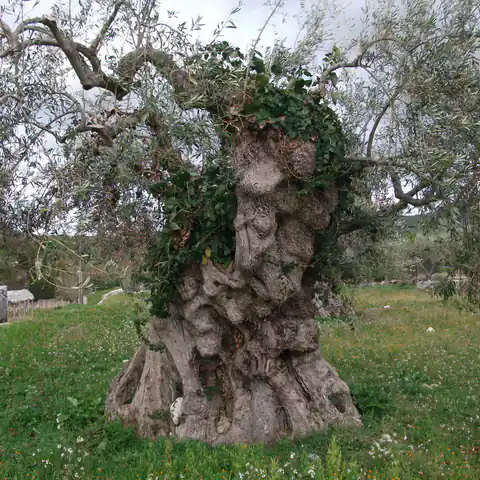 Olio della Tonda Iblea